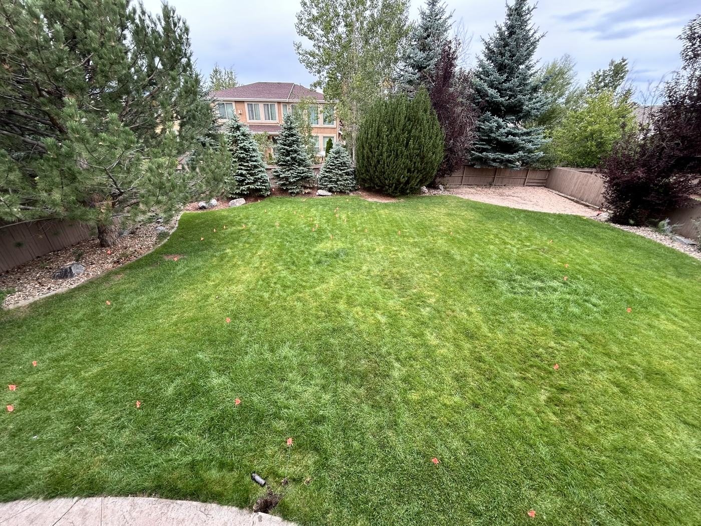 Before: a grass backyard with orange marking flags, surrounded by pine trees and a wood fence.